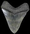 Serrated, Fossil Megalodon Tooth - South Carolina #70768-2